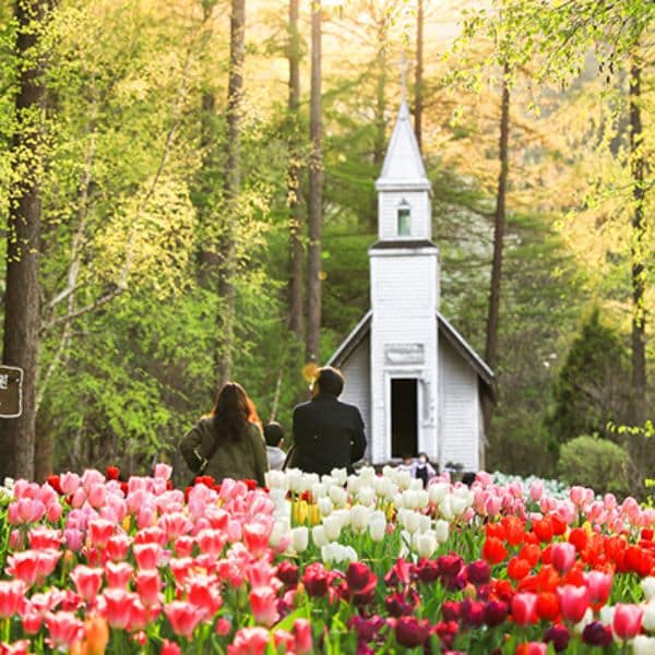 Best Korean Spring Festivals 2025: Nature, Culture, Blossoms 17 The Garden of Morning Calm Spring Festival